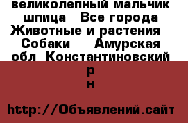 великолепный мальчик шпица - Все города Животные и растения » Собаки   . Амурская обл.,Константиновский р-н